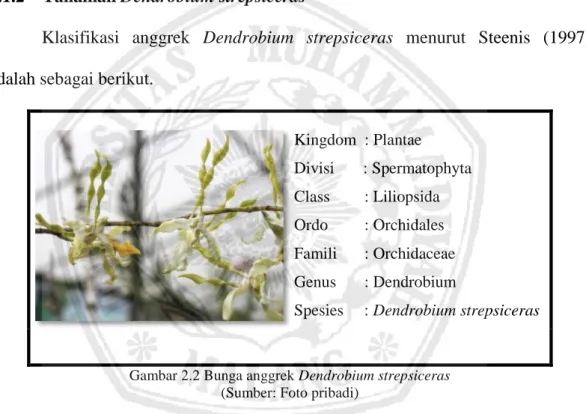 Gambar 2.2 Bunga anggrek Dendrobium strepsiceras  (Sumber: Foto pribadi) 