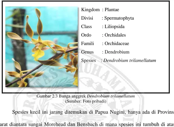 Gambar 2.3 Bunga anggrek Dendrobium trilamellatum  (Sumber: Foto pribadi) 