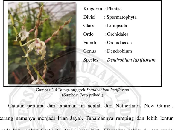 Gambar 2.4 Bunga anggrek Dendrobium laxiflorum  (Sumber: Foto pribadi) 