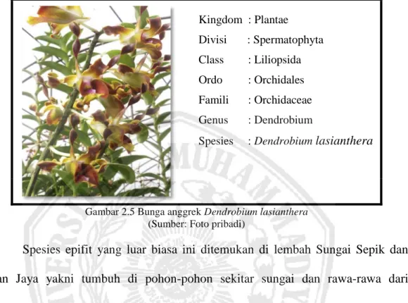 Gambar 2.5 Bunga anggrek Dendrobium lasianthera  (Sumber: Foto pribadi) 