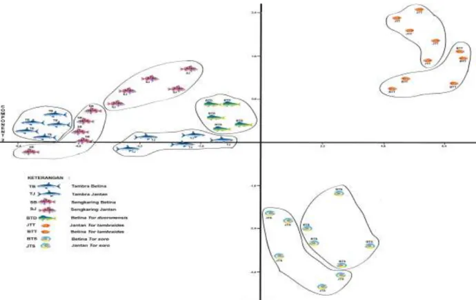 Gambar 4. Pengelompokan  ikan Sengkaring, Tambra dengan spesies acuan berdasarkan karakter morfometrik dengan menggunakan 