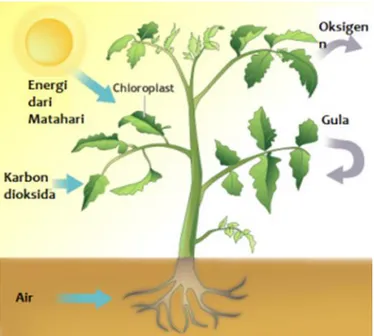 Gambar 1 Proses fotosintesis pada tumbuhan  