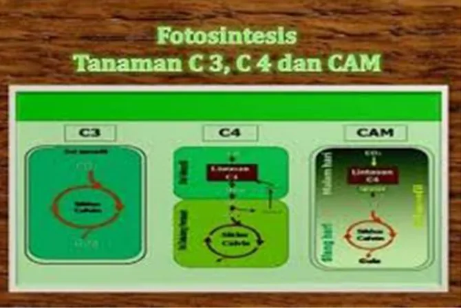 Gambar 8. Tanaman C3, C4 dan CAM, sumber.Campbell 2006 
