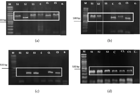 Figure  1 DNA mini-barcode amplification using different annealing temperatures: 57°C (a), basa pada primer mini barcode berada pada 