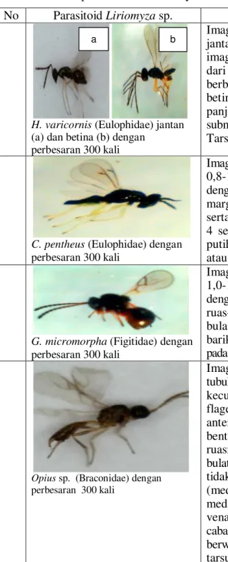 Tabel  3.  Ciri-Ciri  Morfologi  dari  Masing-Masing  Parasitoid    Hama  Liriomyza  sp
