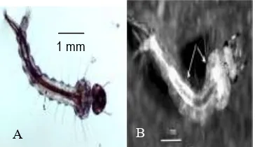 Tabel 1.  Hasil Uji Beda Nyata Jujur pada Interaksi antara Tingkat Pengenceran Bakteri Bacillus thuringiensis Isolat Madura dengan Persentase Kematian Larva Nyamuk Aedes aegypti (pada masing-masing instar) 