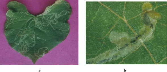 Gambar 1. (a)  Gejala serangan L. sativae pada daun kacang buncis (Symptomp of L. sativae at tack on