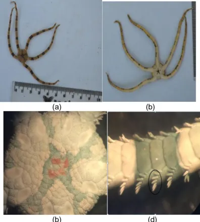 Gambar 7. Ophiarachnella parvispina: (a) Bagian aboral, (b) Bagian oral, (c) Disc memiliki       granula yang rapat, (d) Arm spines sama panjang 