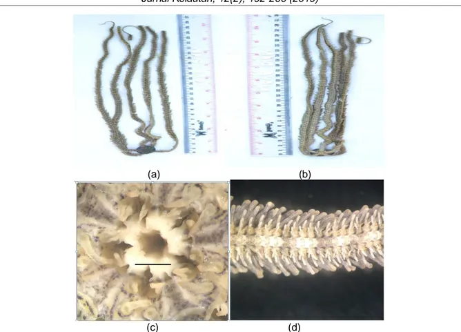 Gambar 8.  Macrophiothrix longipeda: (a) Bagian aboral, (b) Bagian oral,   (c) Tidak terdapat oral papila, (d) Spines transparan 