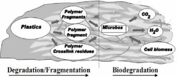 Gambar 1. Mekanisme degradabilitas plastik biodegradable (Narayan,2003) 
