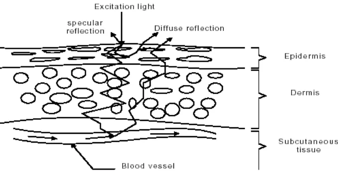 Gambar 2. Kemungkinan jalannya foton pada kulit dan jaringan 