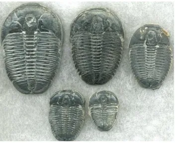 Gambar 21.Trilobites 