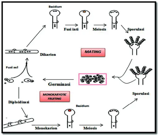 Gambar  2.  Skema Siklus Hidup  Cryptococcus.  Keterbatasan nutrisi menyebabkan mating  dan  monokaryotic 