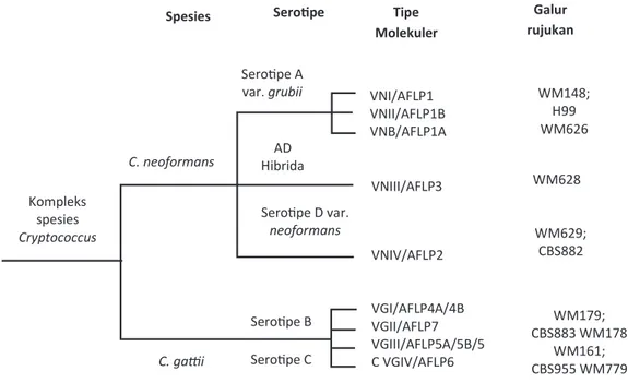 Gambar  4.  Skema  filogenetik  kompleks  spesies  Cryptococcus.  Diagram terdiri atas spesies, serotipe, tipe  molekular dan referensi strain