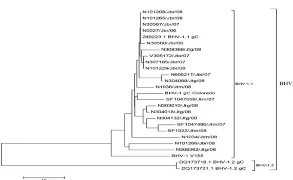 Gambar 3. Analisis Phylogenetic tree terhadap urutan  asam amino pada fragmen gen gC BHV-1  Sumber: S AEPULLOH  et al