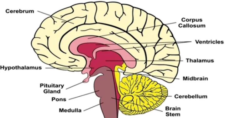 Gambar 2 . Anatomi Otak Manusia.