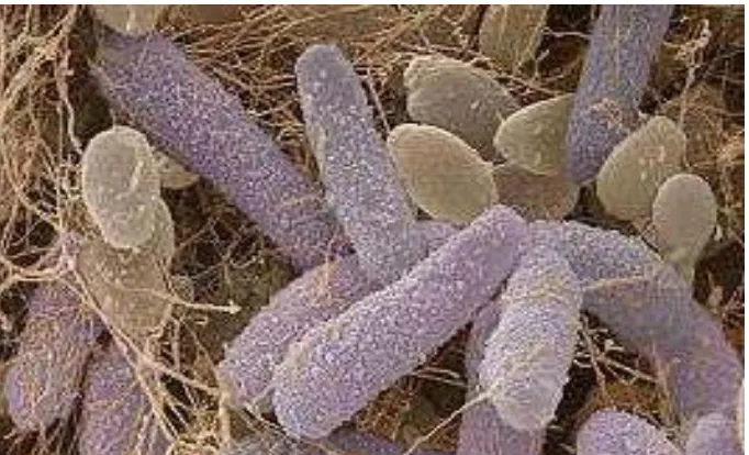 Gambar 2.3. Bakteri  Acetobacter xylinum 