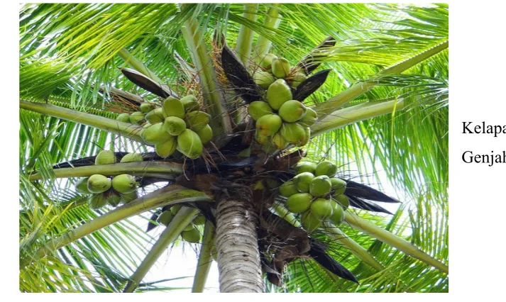 Gambar 1. Tanaman Kelapa