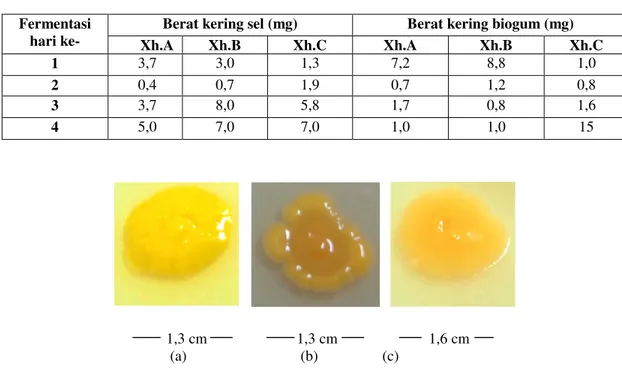 Tabel 1.  Hasil pengukuran berat kering sel dan berat kering biogum yang   dihasilkan oleh isolat Xh.A, 