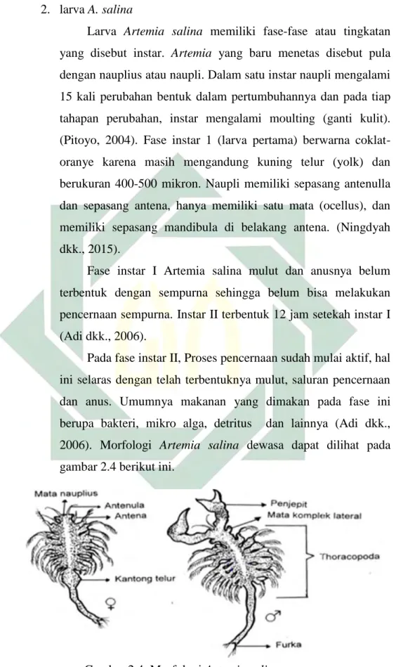Gambar 2.4. Morfologi Artemia salina  Sumber : Widuri, 2007 