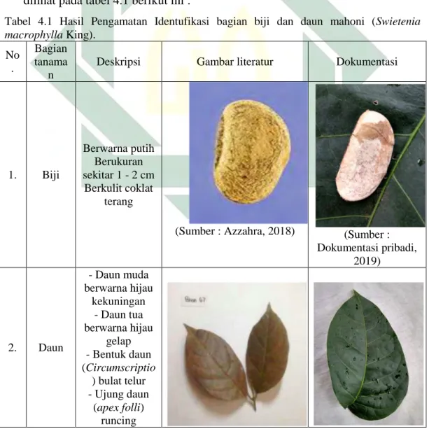 Tabel  4.1  Hasil  Pengamatan  Identufikasi  bagian  biji  dan  daun  mahoni  (Swietenia 