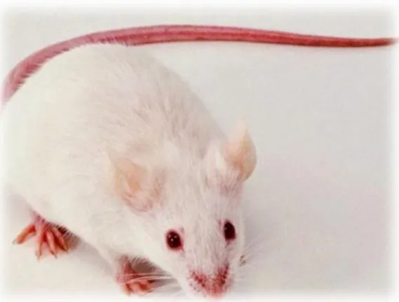 Gambar 2. 8 Tikus putih (Rattus norvegicus) (Anonim,diakses Januari 2017)  Tikus putih sebagai hewan percobaan  relatif resisten terhadap infeksi dan  sangat  cerdas