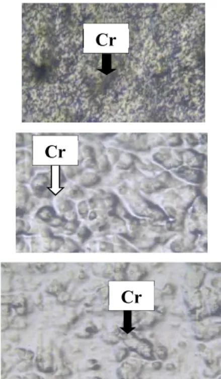 Gambar 7. Struktur mikro krom plating, a) Pelapisan krom dengan tegangan 4 Volt, waktu 15
