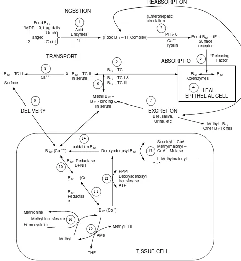 Gambar 5  Metabolisme vitamin B12 pada manusia (Herbert V  1996) 