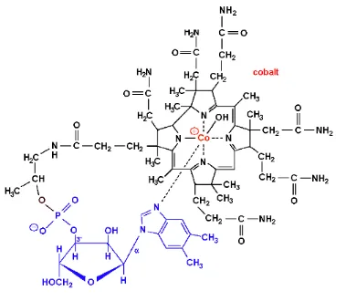Gambar 1  Struktur vitamin B12 (cobalamin) (Coleman http://www.vegan-straight-edge.org.uk/) 
