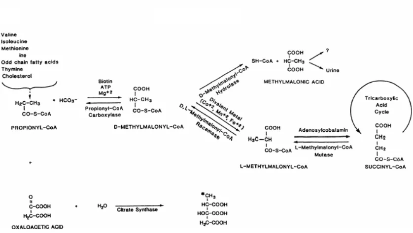 Gambar 2  Peran vitamin B12 dalam metabolisme L-methylmalonyl-CoA          menjadi succinyl-CoA (Stabler SP et al 1997)  