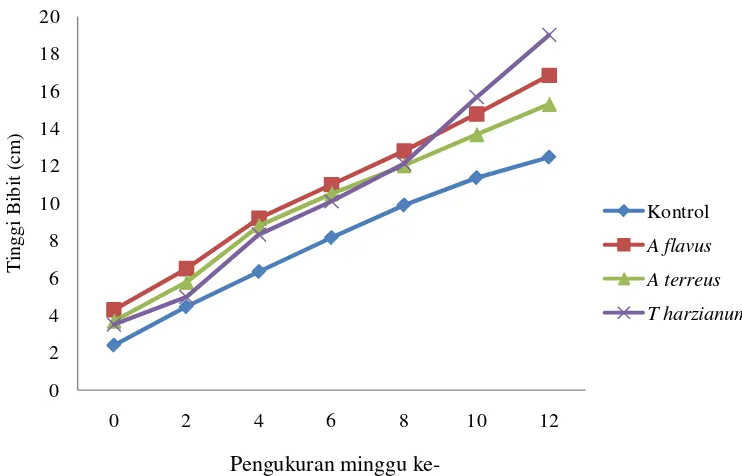 Gambar 4. Grafik  Rataan Pertambahan Tinggi Bibit R. mucronata. 