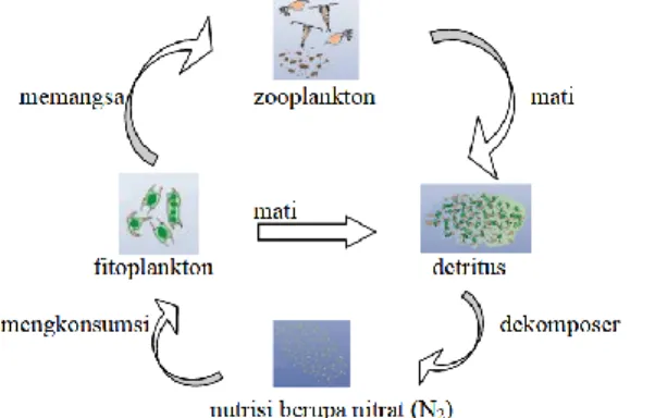 Gambar 1. Rantai Makanan Phytoplankton dan Zooplankton   (Sumber: Sumarni, 2011) 