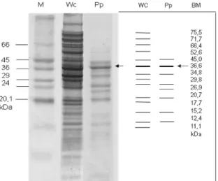 Gambar  4.  Hasil  SDS-PAGE  protein  pili/AdhF36, 