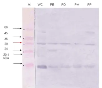 Gambar  5.  Hasil  SDS-PAGE  protein  pili/AdhF36, 