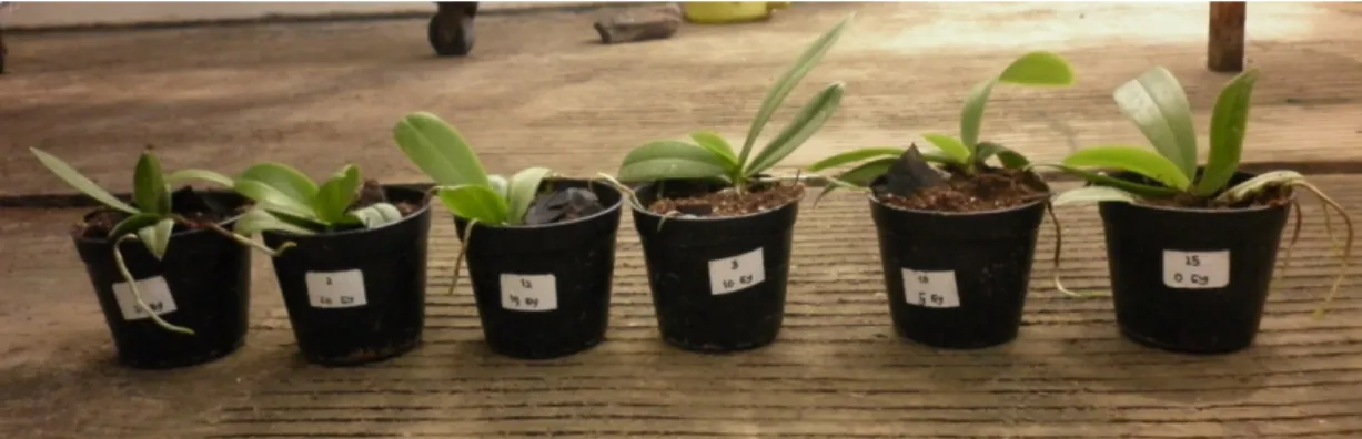 Gambar 1. Pertumbuhan  vegetatif  Phalaenopsis amabilis pasca iradiasi gamma usia 1  tahun (dari kanan ke kiri : perlakuan dosis 0, 5, 10, 15, 20, dan 25 Gy)