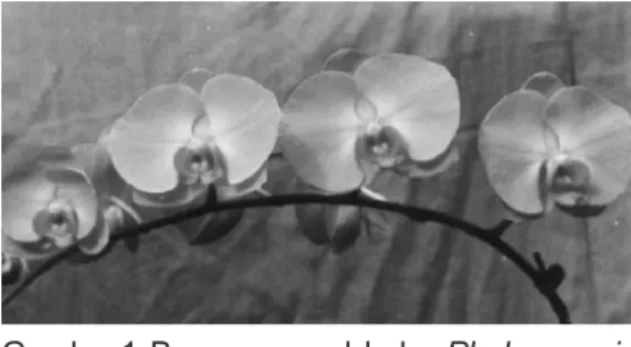 Gambar 1. Bunga anggrek bulan Phalaenopsis  amabilis tipe 229