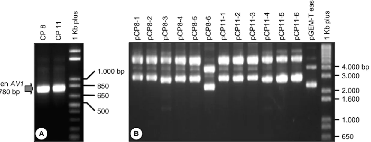 Gambar 1. Elektroforesis pada gel agarosa 1%. A = produk amplifikasi gen AV1 dari dua isolat Begomovirus (CP 8 dan CP11) 