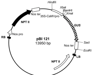 Gambar 2. Peta plasmid biner pBI121 yang membawa gen pelapor gus  dan  gen marker nptII 