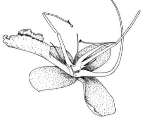 Gambar 6a.   Putik dan benang sari mulai layu setelah  pembuahan (Skala 1:5, Inorontoko, 2015) 