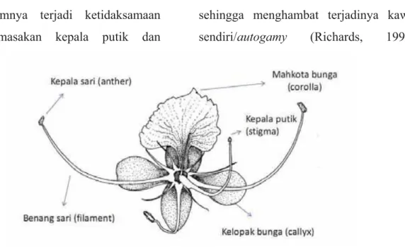 Gambar 2.   Organ reproduksi merbau dengan 1 putik, 3 benang sari dan bertipe heterostyly-pin (Skala 1:5 oleh  Inorontoko, 2015) 