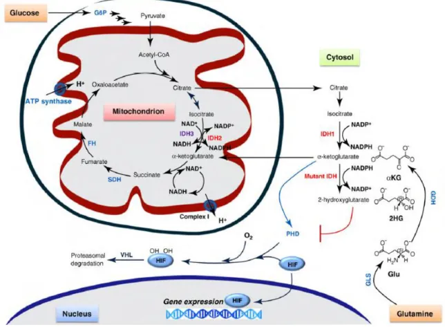 Figure 4 – Impact of 2-hydroxyglutarate on cellular processes (from [80]) 