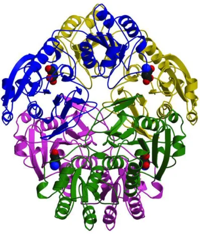 Figure 6 – E. coli L-asparaginase tetramer 