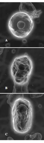 Gambar 2.Aktivasi BMP pada cascade pembentukan tulang (Courtesy Medtronics, Inc., Memphis, TN) 