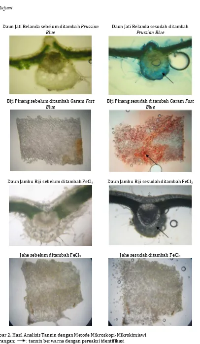Gambar 2. Hasil Analisis Tannin dengan Metode Mikroskopi-Mikrokimiawi Keterangan:: tannin berwarna dengan pereaksi identifikasi 