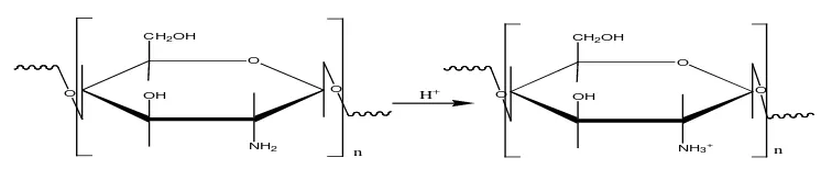 Gambar 2.3. Kitosan sebagai polielektrolit kationik (Sugita, 2009) 