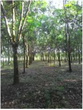 Gambar 1. Pohon Karet