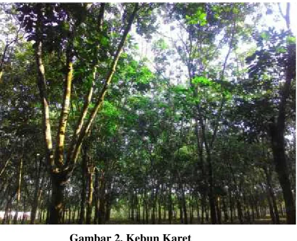 Gambar 2. Kebun Karet