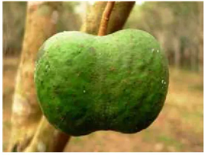 Gambar 3. Buah Karet
