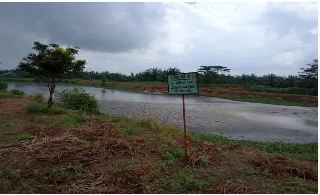 Gambar 6.  Anaerob Pond pada PT Perkebunan Mitra Ogan 
