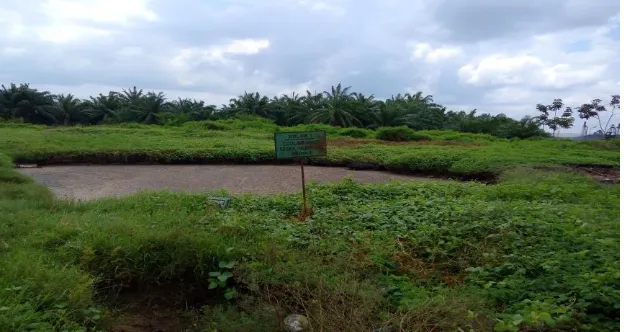 Gambar 5.  Acidifaction Pond pada PT Perkebunan Mitra Ogan 